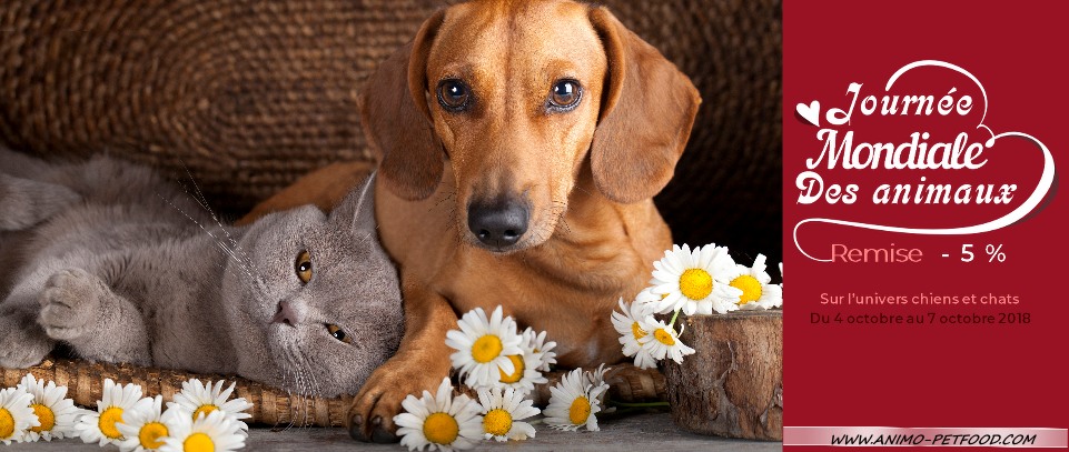 journée mondiale des animaux-animo petfood